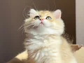 Şampiyon Genlere Sahip Golden Erkek
