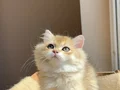 Şampiyon Genlere Sahip Golden Erkek
