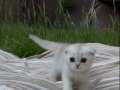 Safkan Scottish Fold