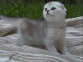 Safkan Scottish Fold