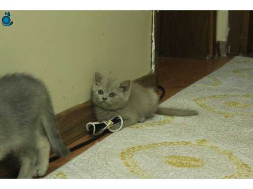Muhteşem Yüz attı British ShortHair dişi