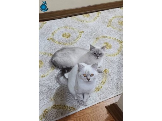 6 Aylık Dişi Pamuk gibi mavi gözlü