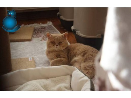 British Shorthair BRI py 25 Baba – Özel Genetik ve Karakter