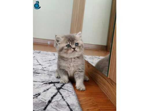 Show Kalite yuvarlak surat Dişi