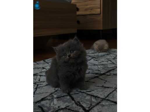 Gri Muhteşem Suratlı British Longhair Erkek