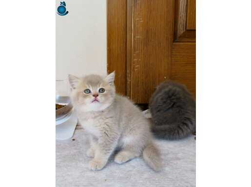 Safkan British Shorthair Blue Golden Shaded (ay 11)