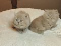 Full Secereli British Longhair Yavrular 