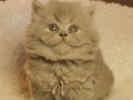 Full Secereli British Longhair Yavrular 