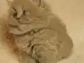 Full Secereli British Longhair Yavrular 