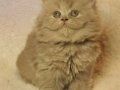 Show Kalite British Longhair Golden Yavrular 