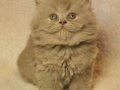 Show Kalite British Longhair Golden Yavrular 
