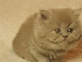Show Kalite British Longhair Golden Yavrular 