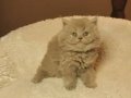 Show Kalite British Longhair Golden Yavrular 