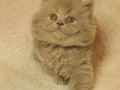 Show Kalite British Longhair Golden Yavrular 