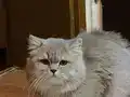 Tam Bir Beyefendi British Shorthair Erkek