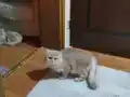 Tam Bir Beyefendi British Shorthair Erkek