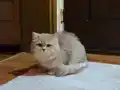 Tam Bir Beyefendi British Shorthair Erkek