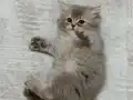 British Shorthair Erkek Yavru – Sakin ve Uysal Karakter