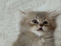 British Shorthair Erkek Yavru – Sakin ve Uysal Karakter