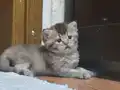 1 Aylık Golden British Shorthair Yavrumuz rezerveye açık
