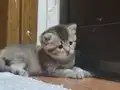 1 Aylık Golden British Shorthair Yavrumuz rezerveye açık