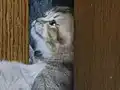 1 Aylık Golden British Shorthair Yavrumuz rezerveye açık