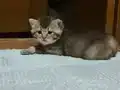 1 Aylık Golden British Shorthair Yavrumuz rezerveye açık