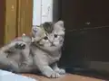 1 Aylık Golden British Shorthair Yavrumuz rezerveye açık