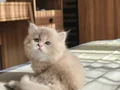 Full Şecereli Ay Yüzlü Açık Golden British Longhair Yavru