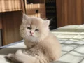 Full Şecereli Ay Yüzlü Açık Golden British Longhair Yavru