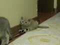 Muhteşem Yüz attı British ShortHair dişi