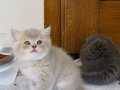 Safkan British Shorthair Blue Golden Shaded (ay 11)