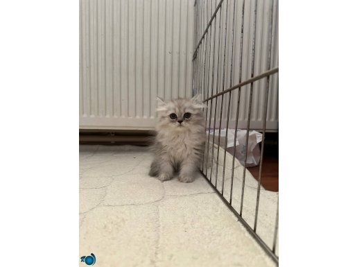 Teslime hazır prensesler 