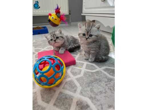 Minnaklarım teslime hazır 