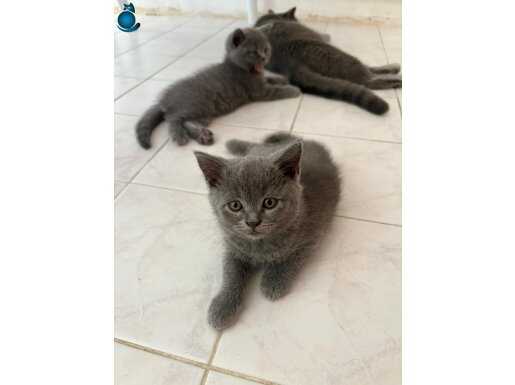 69 günlük yavrular yeni yuvasını arıyor