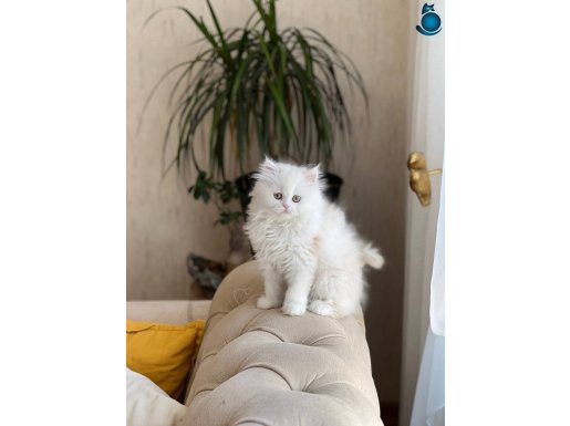 BEYAZ GÜZELLİK TESLİME HAZIR SAFKAN BRİTİSH LONGHAİR YAVRU
