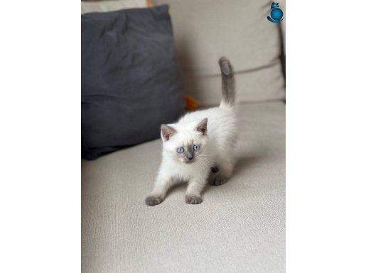 GÜZELLİK ABİDESİ BLUE POİNT BRİTİSH SHORTHAİR YAVRUM
