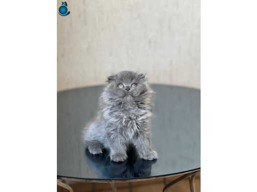 SIFIR KULAK BLUE İNSAN CANLSI SCOTTİSH LONGHAİR YAVRUMUZ