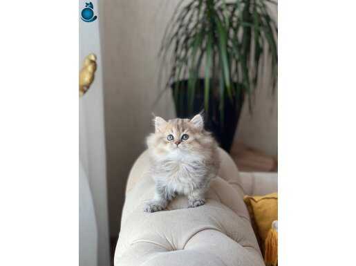 SİLVER VE GOLDEN TESLİME HAZIR BRİTİSH LONGHAİR YAVRULAR