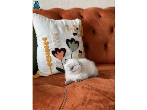 SIFIR KULAK TOP KAFA BLUE POİNT SCOTTİSH FOLD YAVRUMUZ