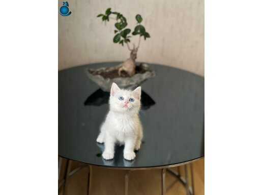 MAVİ GÖZLÜ OYUNCU SAFKAN BRİTİSH SHORTHAİR YAVRUM