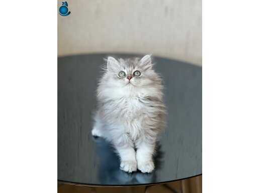 A KALİTE SİLVER BRİTİSH LONGHAİR SEVECEN YAVRU