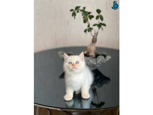 OYUNCU SEVECEN RED POİNT BRİTİSH SHORTHAİR YAVRUM