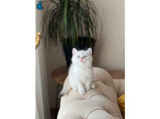 AYI SURAT BİBLO TESLİME HAZIR BRİTİSH AHORTHAİR YAVRU