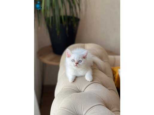 GÜZEL GÖZLÜ SAFKAN BRİTİSH SHORTHAİR YAVRULAR