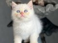 OYUNCU SEVECEN RED POİNT BRİTİSH SHORTHAİR YAVRUM