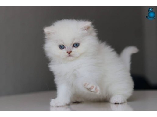 British longhair yavrularımıza yuva arıyoruz 
