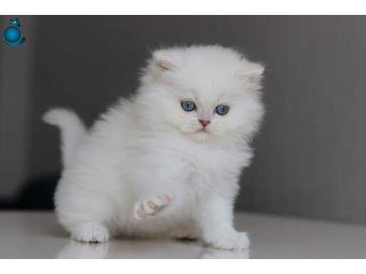 British longhair yavrularımıza yuva arıyoruz 