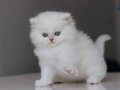 Anne baba British secereli longhair yavru