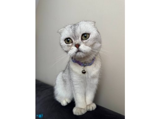 Güzel Kızımız tam bir dost